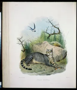 Bare Tree Prints: The Caffer Cat (Felis Caffra) 1883 Daniel Giraud Elliot (1835-1915 American) Monograph Academy of Natural Sciences