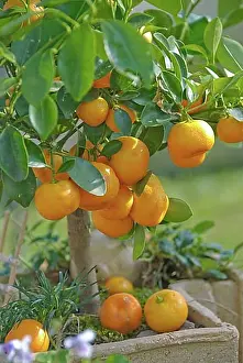 Grocery Prints: Calamondine (x Citrofortunella microcarpa), Berlin, 81