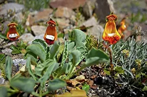 Natural Preserve Prints: Calceolaria uniflora, a slipper flower