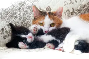 Tame Animal Prints: Calico cat holding tuxedo kitten laying on blanket in studio
