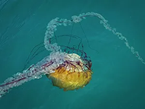 Monterey Bay Prints: California Chrysaora Fuscescens Jelly Fish Monterey Bay