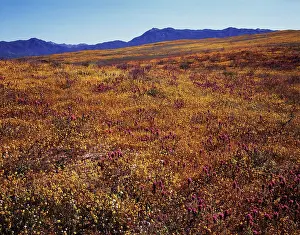 Large Format Prints: California, Cleveland National Forest