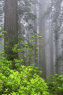 State Park Prints: California, Del Norte Coast Redwoods State Park, redwood trees with rhododendrons
