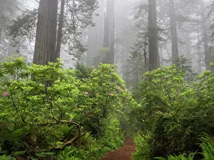 State Park Prints: California, Del Norte Coast Redwoods State Park