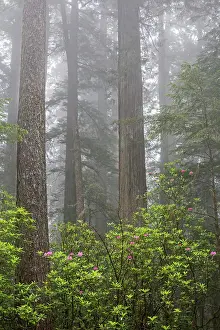 State Park Prints: California, Del Norte Coast Redwoods State Park, redwood trees with rhododendrons