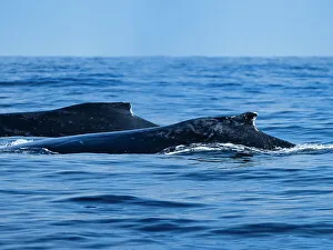 Monterey Bay Prints: California Humpback Whales Humpback Whales (Megaptera Novaeangliae)
