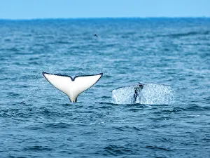 Killer Whales Prints: California Killer Whales Monterey Bay Monterey Bay National Marine Refuge