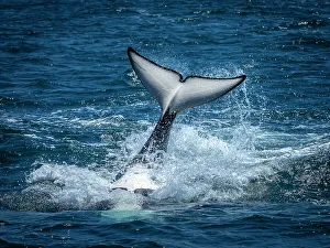 Killer Whales Prints: California Killer Whales Monterey Bay Monterey Bay National Marine Refuge
