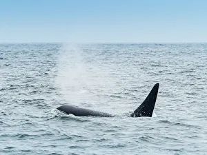 Killer Whales Prints: California Killer Whales (Orca Orcinus) Monterey Bay