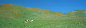 Rural Prints: California Poppies and Wildflowers, near Gorman, California