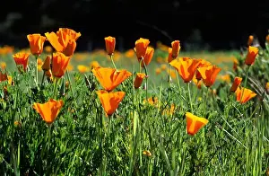 Summers Prints: CALIFORNIA POPPY PLANTS (Eschscholzia californica) - MONTEREY COUNTY, CALIFORNIA