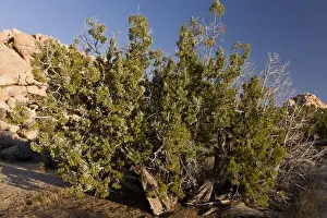 Coniferous Prints: Californian Juniper (Juniperus californica) habit