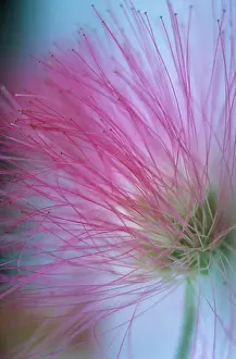 Petals Prints: Calliandra, Powder-puff tree