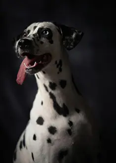 Sticking Out Tongue Prints: Calm adult interested Dalmatian dog
