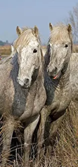 Swamp Prints: Camargue Horse, Horses standing in Swamp, Saintes Marie de la Mer in South East of France