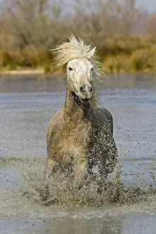 Swamp Prints: Camargue Horse, Saintes Marie De La Mer In The South Of France
