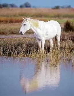 Waterside Prints: Camargue horse - standing at the shore