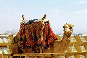 Unbewohnt Prints: Camel Camel with traditional Bedouin saddle in Egypt Copyright: xZoonar