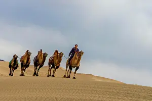 Sand Dunes Prints: Camel Caravan in the Dunes. Gobi Desert. Mongolia