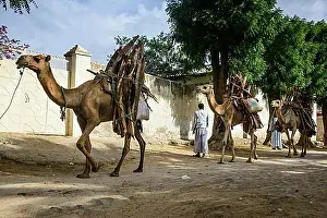 Caravan Prints: Camel caravan loaded with firewood walking through Keren, Eritrea, Africa