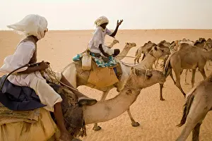 Caravan Prints: A camel caravan travels through the Sahara Desert