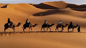 Caravan Prints: Camel caravan traversing golden desert dunes in the Sahara at sunset