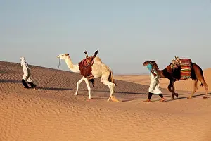 Northern Africa Prints: Camel drivers in the Sahara desert Douz. Tunisia