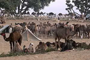 Indians Prints: CAMEL and INDIANS in the DESERT at the PUSHKAR CAMEL FAIR