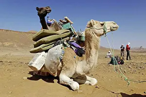 Sand Deserts Prints: Camel, Mehari, Hoggar, Ahaggar