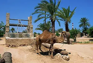 Amusement Park Prints: Camel standing in front of traditional well, Midoun, Djerba, Tunisia, Africa