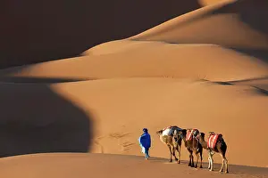 Camels and Dunes, Erg Chebbi, Sahara Desert, Morocco