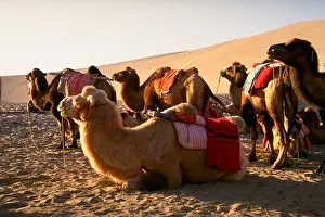 Drought Prints: Camels on Goli Desert, Dunhuang, China