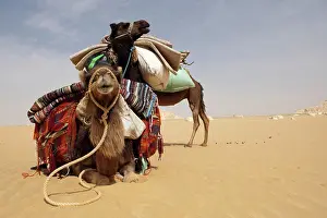 Front Views Prints: Camels harnessed lying in the white desert Egypt