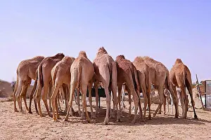 Side By Side Prints: Eight camels standing at a watering place