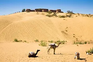 Visit Prints: Camels in the Thar Desert, Osian Camel Camp on hilltop, Osian, Rajasthan, India