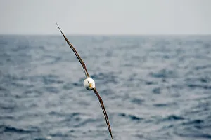 2008 Prints: A Campbell albatross or Campbell mollymawk (Thalassarche impavida) in flight near Campbell Island