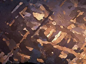 Argentina Prints: Campo del Cielo iron meteorite slice etched and polished to show Widmanstatten structure of large austenite crystals