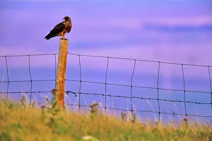 Head Cocked Prints: Canada, Alberta, Harris Hawk (Parabuteo unicinctus) perching on fence