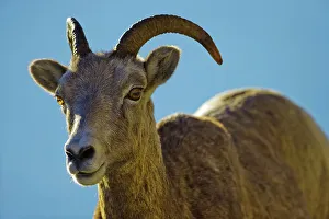 Horned Prints: Canada, Alberta, Mountain Sheep in Jasper National Park