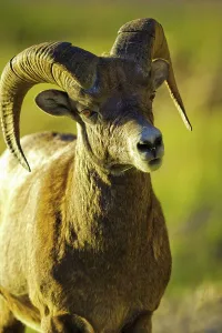 Horned Prints: Canada, Alberta, Mountain Sheep in Jasper National Park