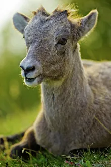 Lying On Front Prints: Canada, Alberta, Mountain Sheep in Jasper National Park