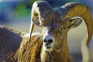 Horned Prints: Canada, Alberta, Mountain Sheep in Jasper National Park