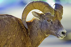 Horned Prints: Canada, Alberta, Mountain Sheep in Jasper National Park