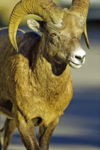 Horned Prints: Canada, Alberta, Mountain Sheep in Jasper National Park