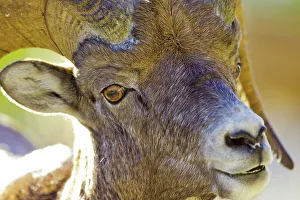 Horned Prints: Canada, Alberta, Mountain Sheep in Jasper National Park