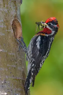 Beak Prints: Canada, British Columbia, Red-naped Sapsucker, male, food, nest