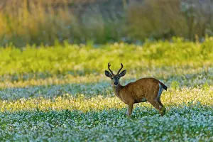 Deer Prints: Canada, British Columbia, Vancouver Island