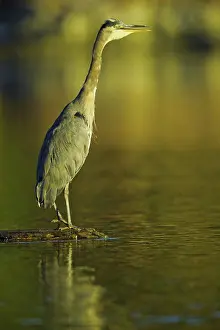 Vancouver Island Prints: Canada, British Columbia, Vancouver Island, Great Blue Heron (Ardea herodias)