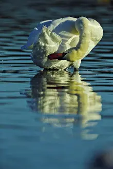 British Columbia Prints: Canada, British Columbia, Vancouver Island, Mute Swan (Cygnus olor)