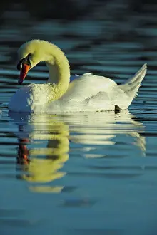 Swimming Prints: Canada, British Columbia, Vancouver Island, Mute Swan (Cygnus olor)